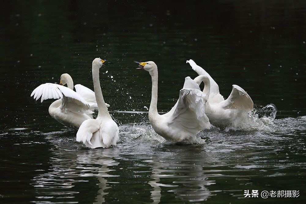 四小天鹅完整版歌曲,四只小天鹅歌舞
