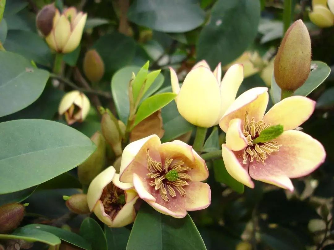 4种花超级好养,4种花超好养的