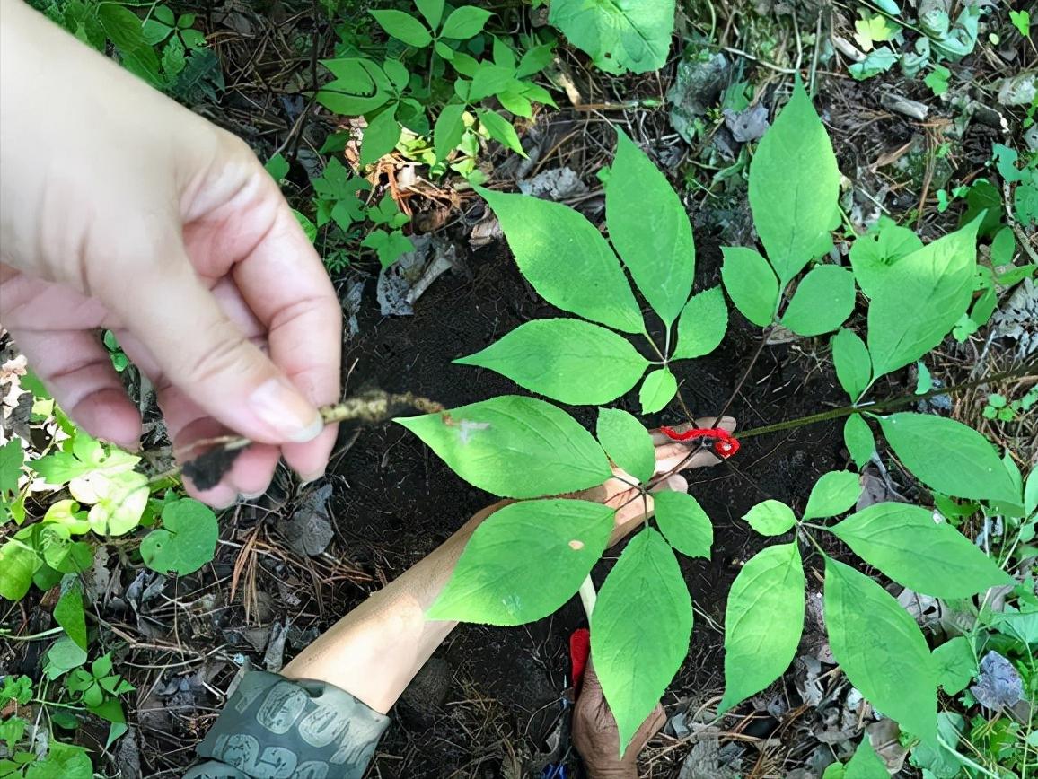 为什么人工种植的人参那么便宜,野生人参为什么比人工参好