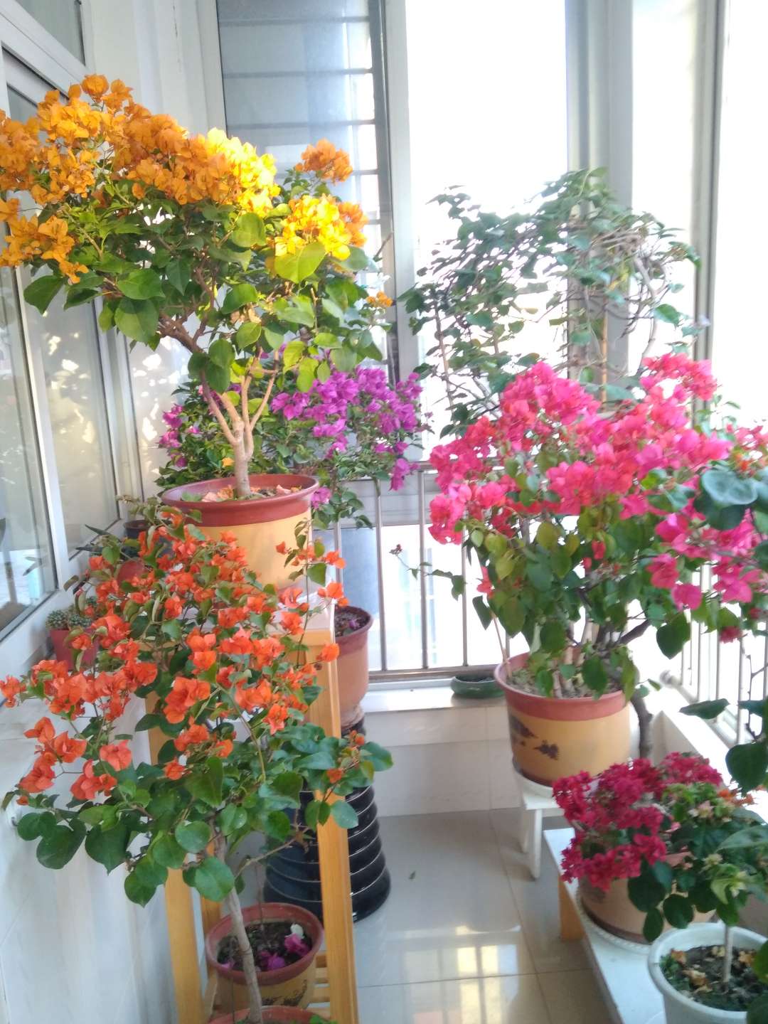 养花必备的6种小药片,什么药片可以养花生根