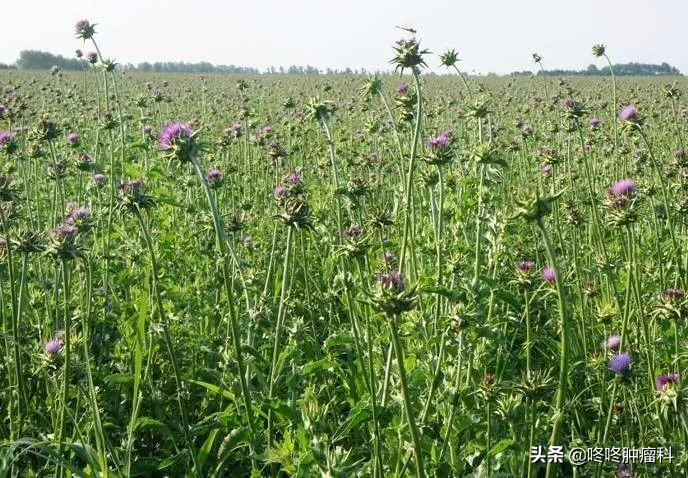 公认最好的护肝药,提高免疫力护肝抗癌的中草药