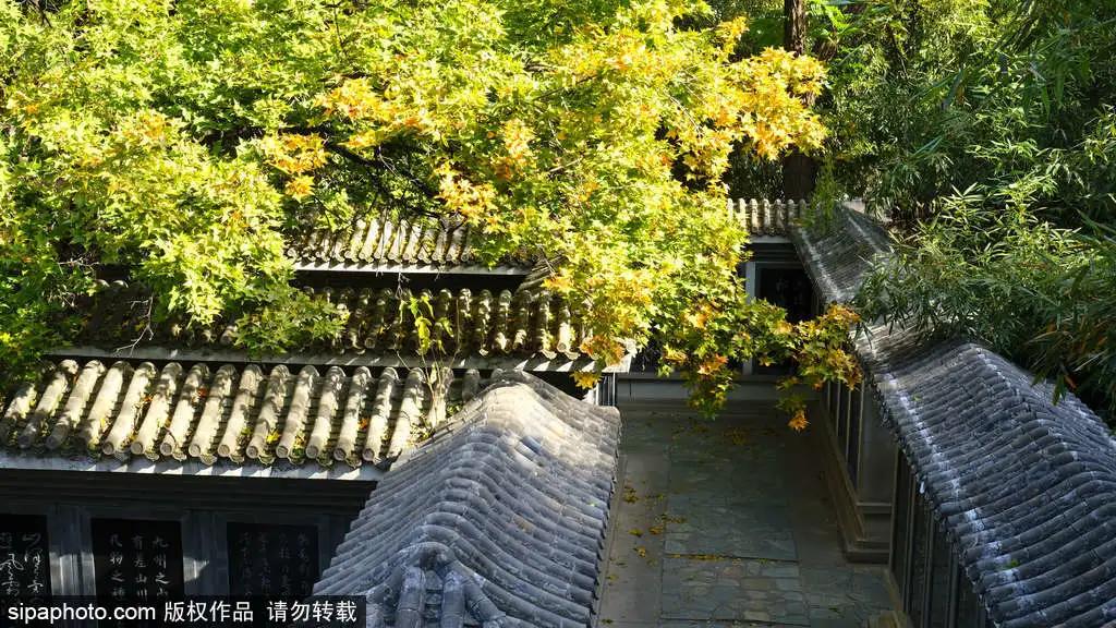 部分免费！北京赏秋“性价比”最高选择都在这儿了！