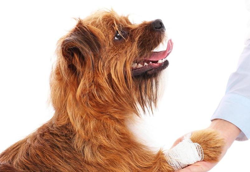 狗狗舔伤口有什么危害,为什么狗狗不能舔伤口