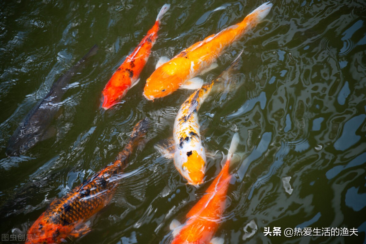 锦鲤的尾鳍上有血丝怎么回事,锦鲤尾巴血丝鱼鳍发白