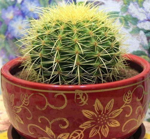 5种霸气花，个个“丑八怪”却吉利镇宅，丢在角落不管，一样爆棚