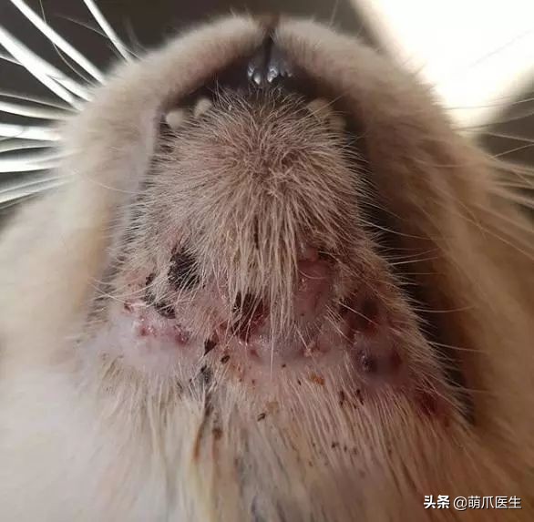 猫咪黑下巴毛囊炎的终极解决办法,猫咪有毛囊炎胡须还能长出来吗