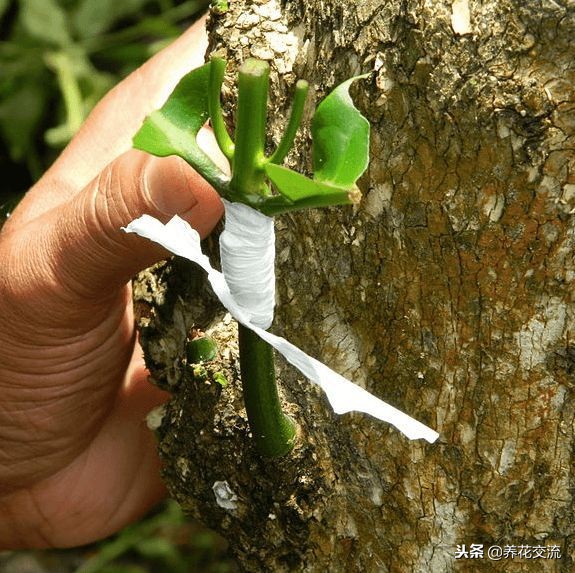 植物花卉嫁接需要用到的几个技巧,新手也能轻松学会
