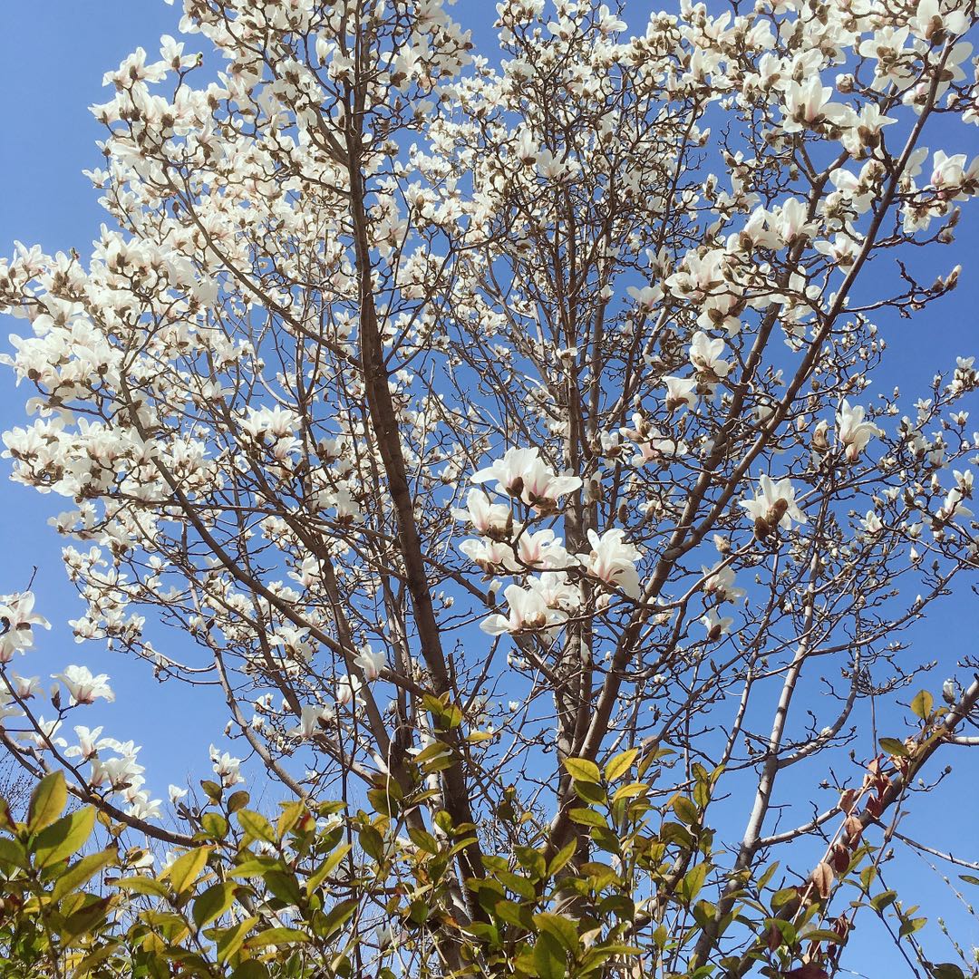 二马说,蝴蝶套胶各系怎么选