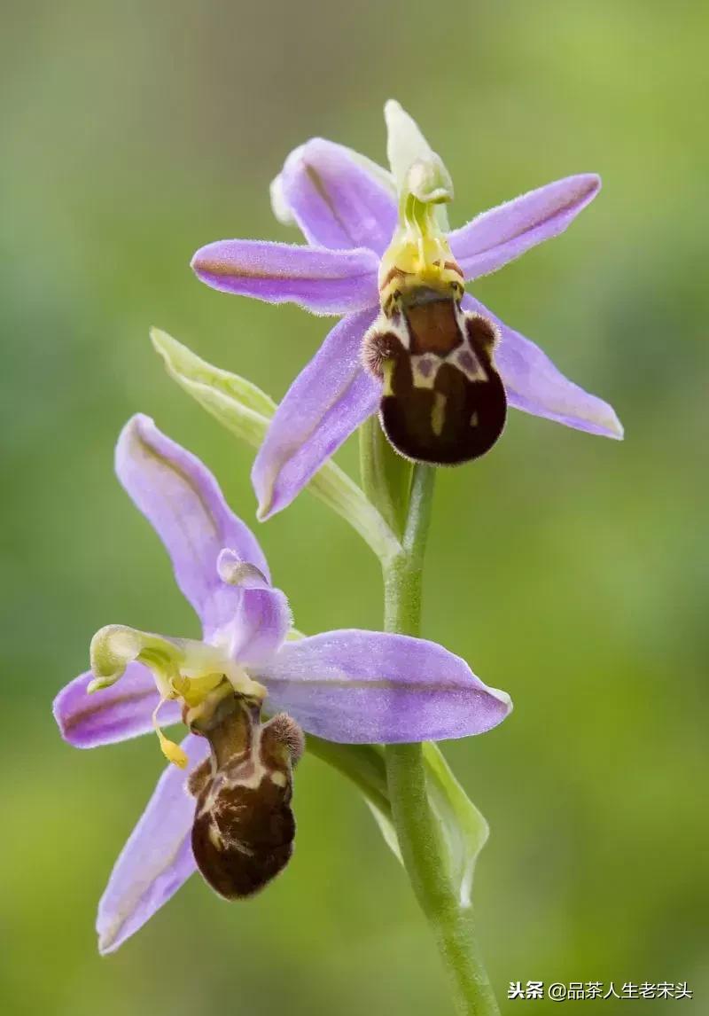 最新世界十大“怪”，最后一个太绝了！