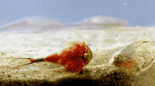 电鳗鳄鱼同归于尽,鳄鱼与电鳗同归于尽