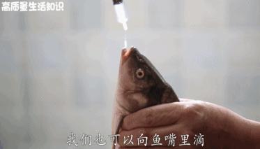 快死的鱼放到河里还能活吗,快死的鱼还在挣扎能活吗