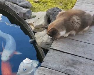 拥有“私家园林”,游遍世界各地,这些猫咪的生活太让人羡慕了吧