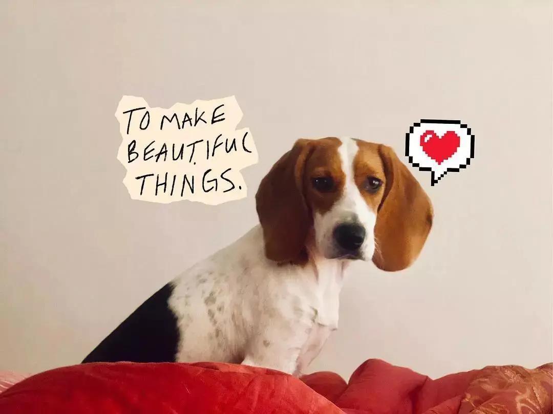 给狗起名字侵权吗,给狗起了一个字名字