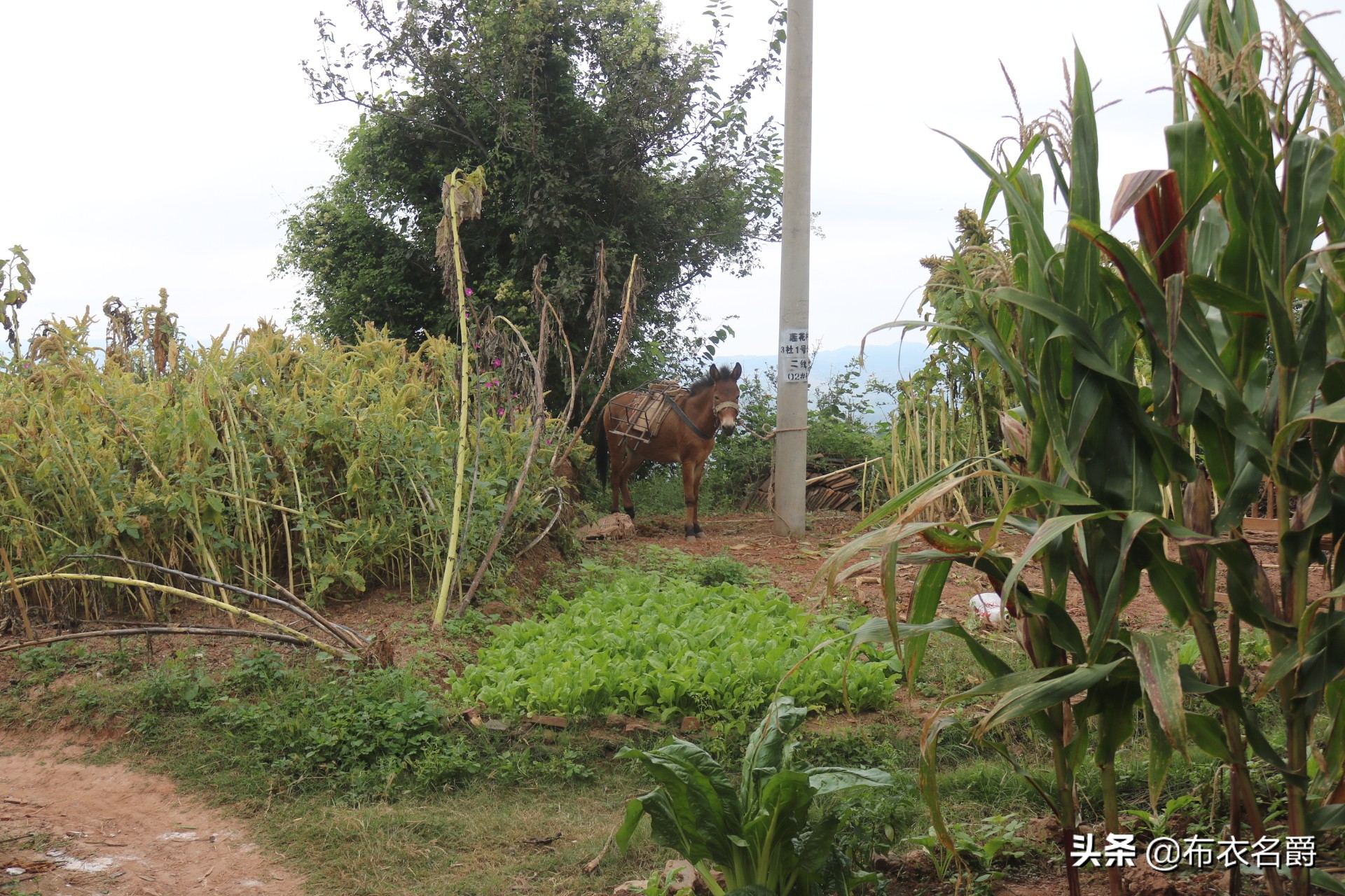 兽医宝典:能繁母猪产科疾病防治实践经验推广