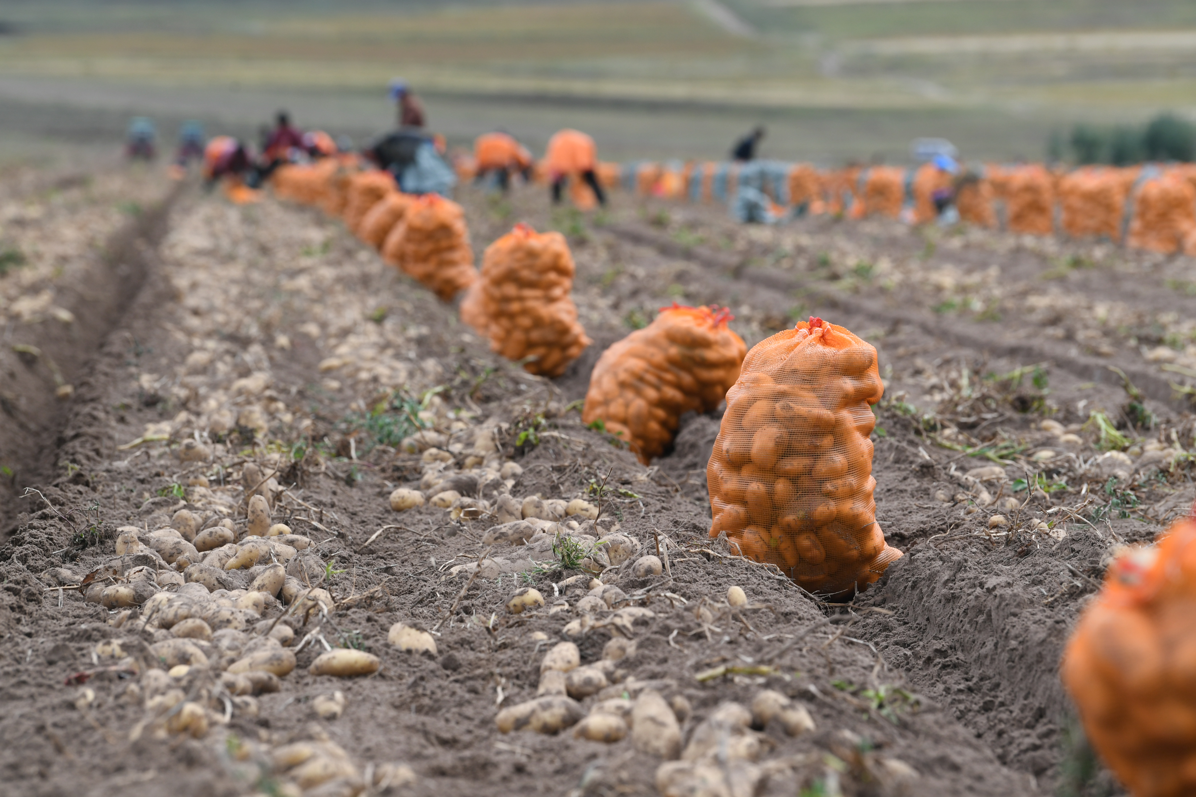 砚山平远土豆喜获丰收图,丰收的土豆