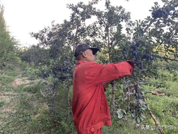 面对滞销2020年果农该何去何从,滞销果农心灰意冷收购商直言