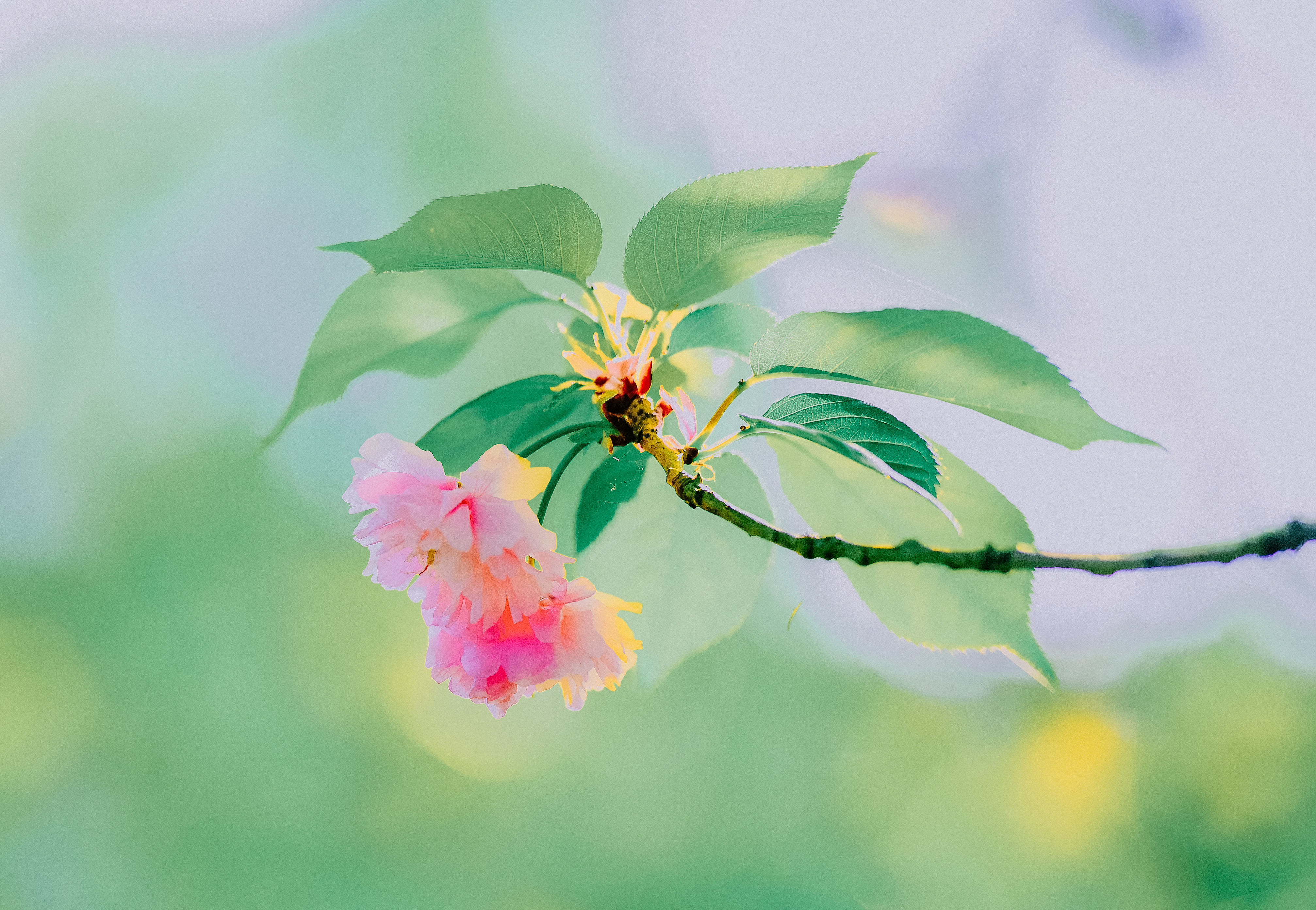 水彩花卉桃花技法,单花樱花怎么拍好看