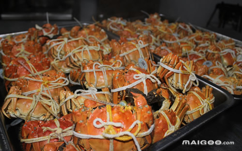 药用动物养殖前景,实验动物养殖前景