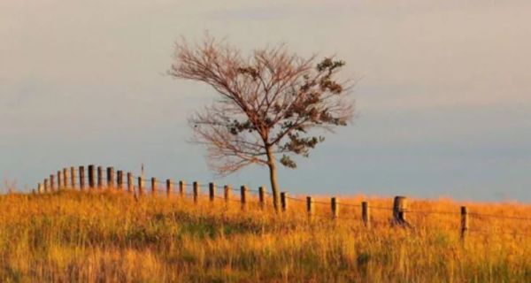 农夫放生20只兔子，50年增9亿倍，险毁灭澳洲草原，轰炸机都无用