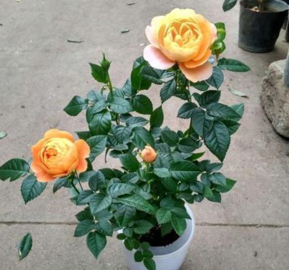 玫瑰花养不好?关键“换盆”要得当,记住小技巧,后期成活更好养