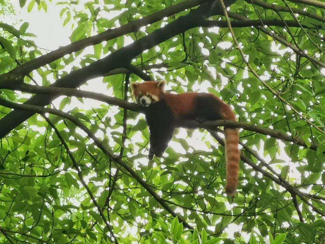 华为p30的镜头模组叫什么,华为p30镜头是蓝宝石的吗