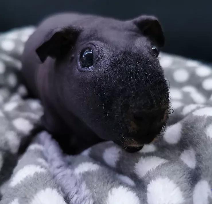 一群母豚鼠混入一只公豚鼠后：生几十只鼠崽，铲屎官年入几十万