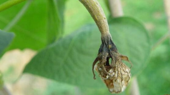 丝瓜花蒂处发霉还可以吃吗,丝瓜苗茎部老是烂是什么病