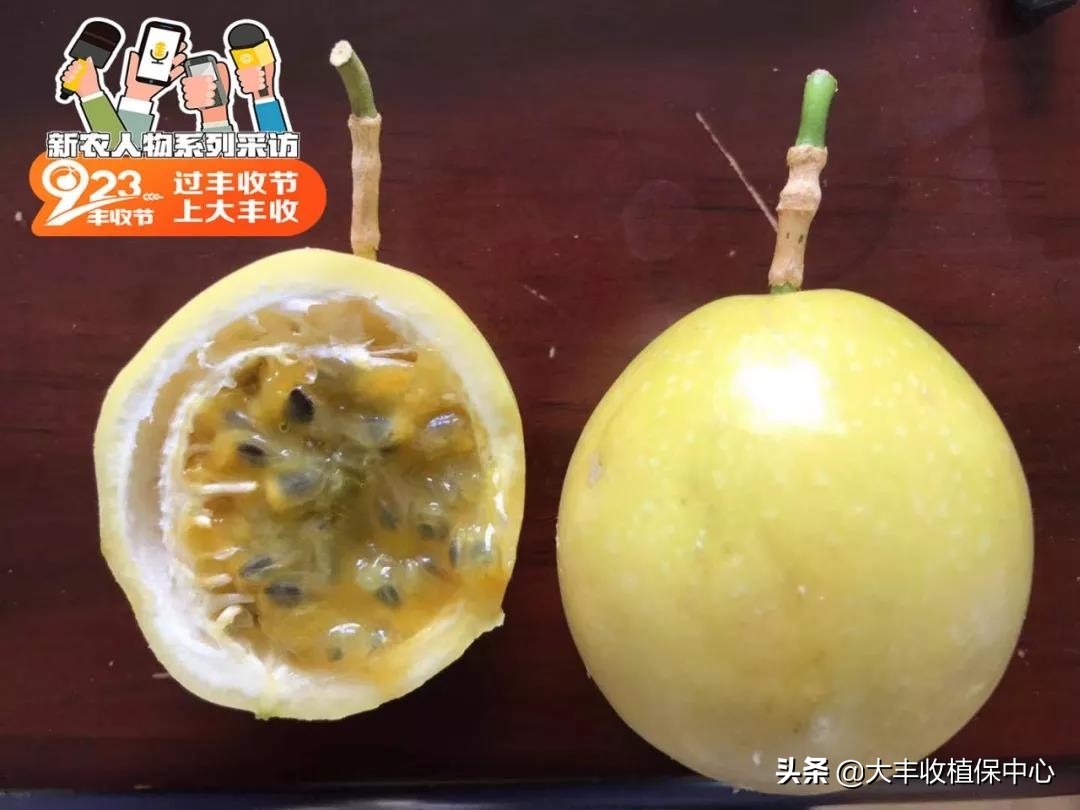 种植黄金果的高产技术,自家种植的黄金果