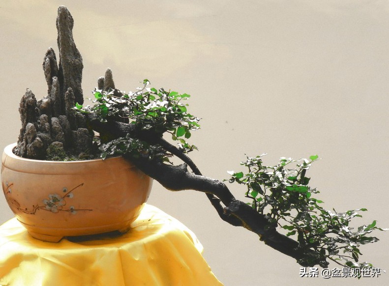 金弹子只养一棵会挂果吗,金弹子养了四年为什么不开花