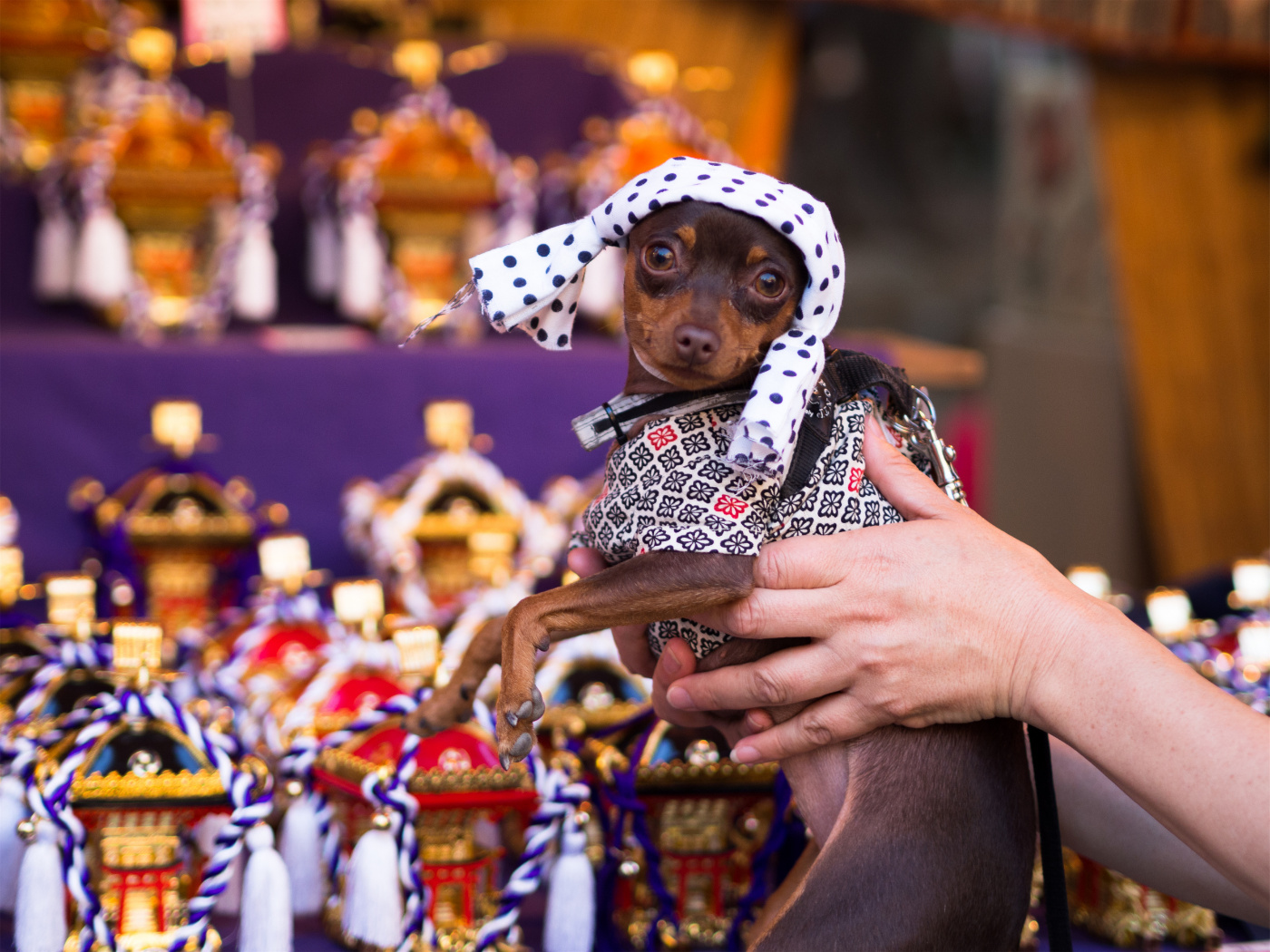 行摄日本丨东京三大祭之浅草三社祭（一）尼康d810、奥林巴斯em10