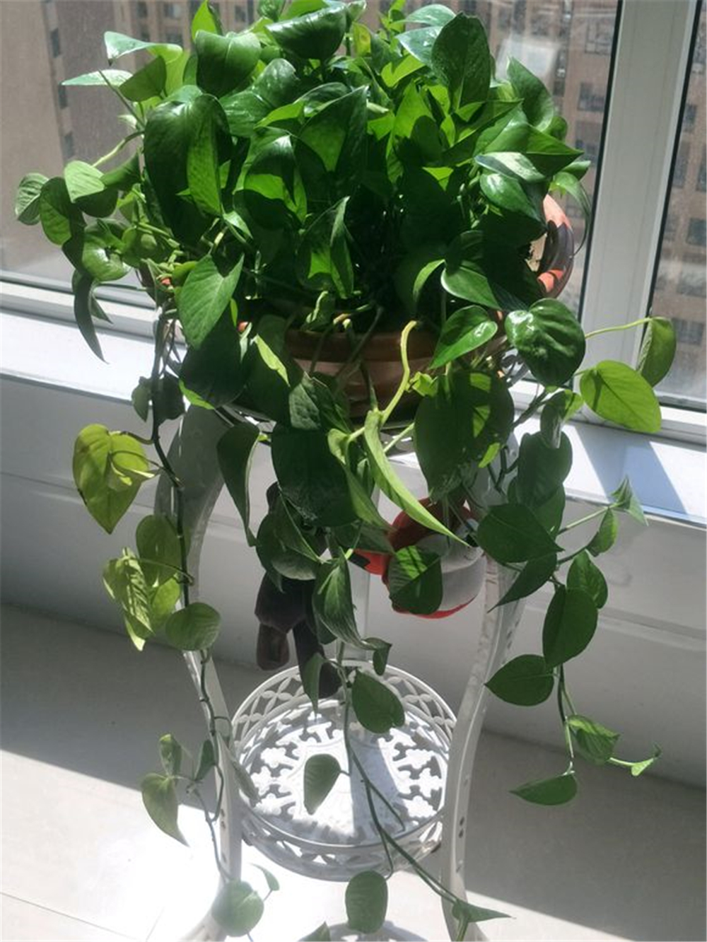 除甲醛全屋种满绿萝,客厅绿萝盆栽室内吸甲醛净化空气