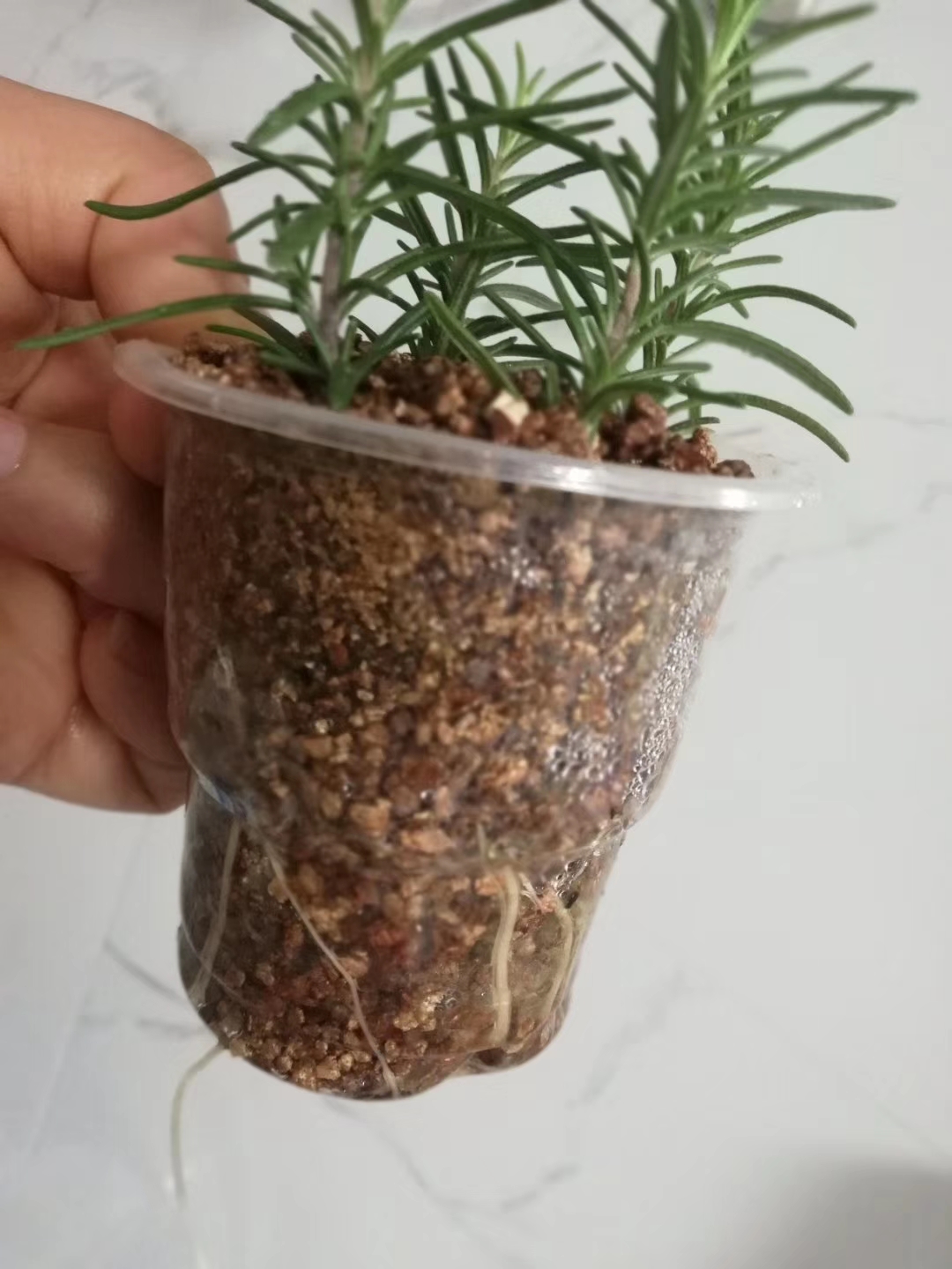 秋天扦插花苗,秋天扦插的小苗