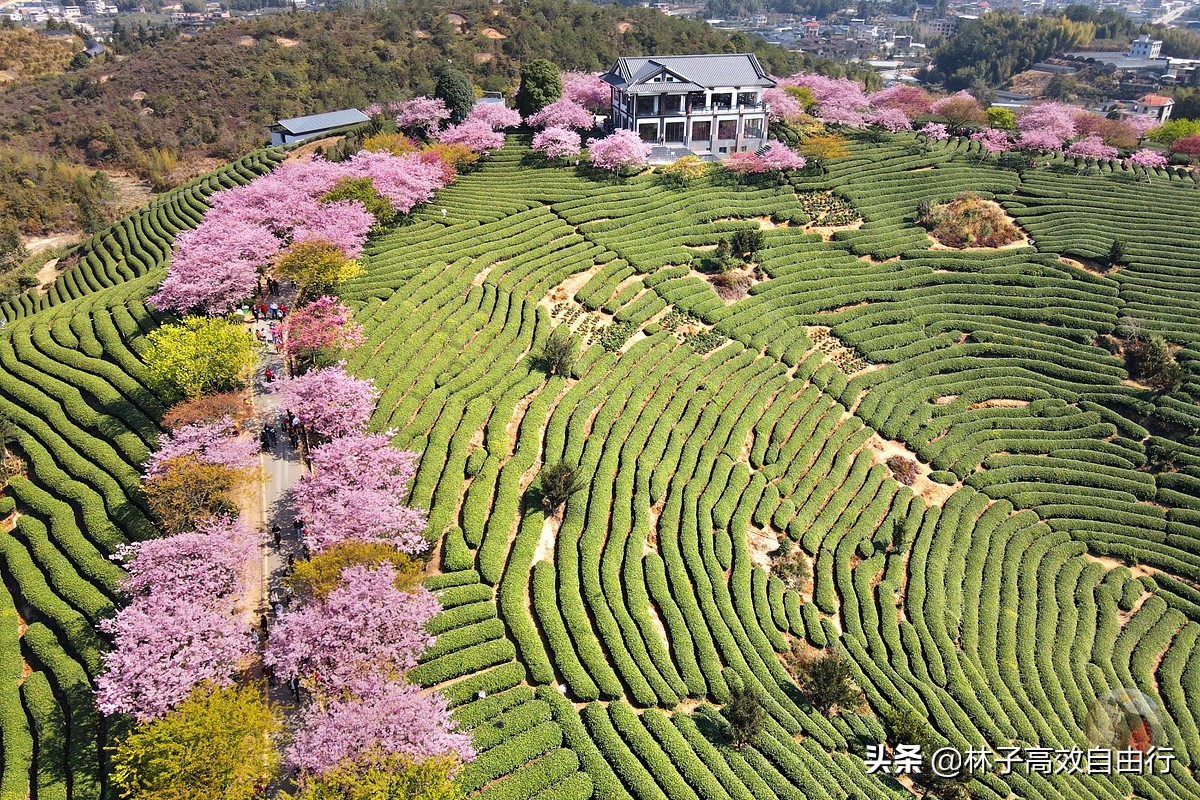 千亩茶山，十里樱花，永福樱花正值颜值巅峰，看完这篇绝不踩坑