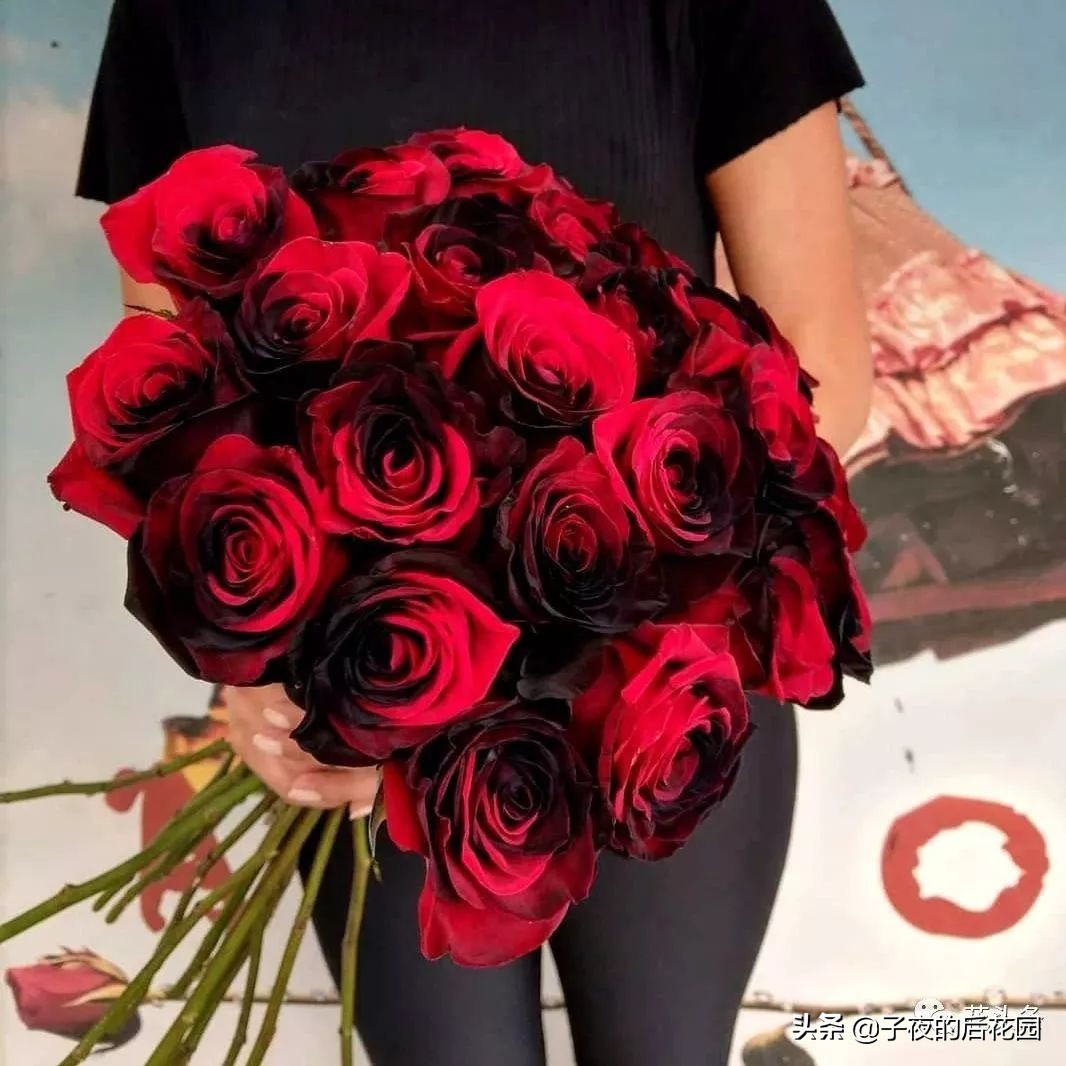 最好的进口玫瑰,进口玫瑰品种