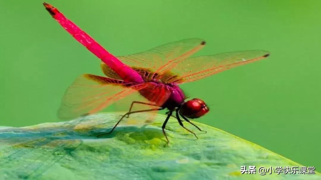 四年级上册语文蝙蝠和雷达课后题,部编版四年级上册语文蝙蝠和雷达