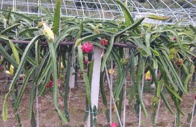 火龙果无公害高产栽培技术,火龙果怎么样发酵才能高产