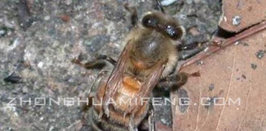 蜜蜂常见病虫害及防治措施,蜜蜂常见的几种病怎样治疗