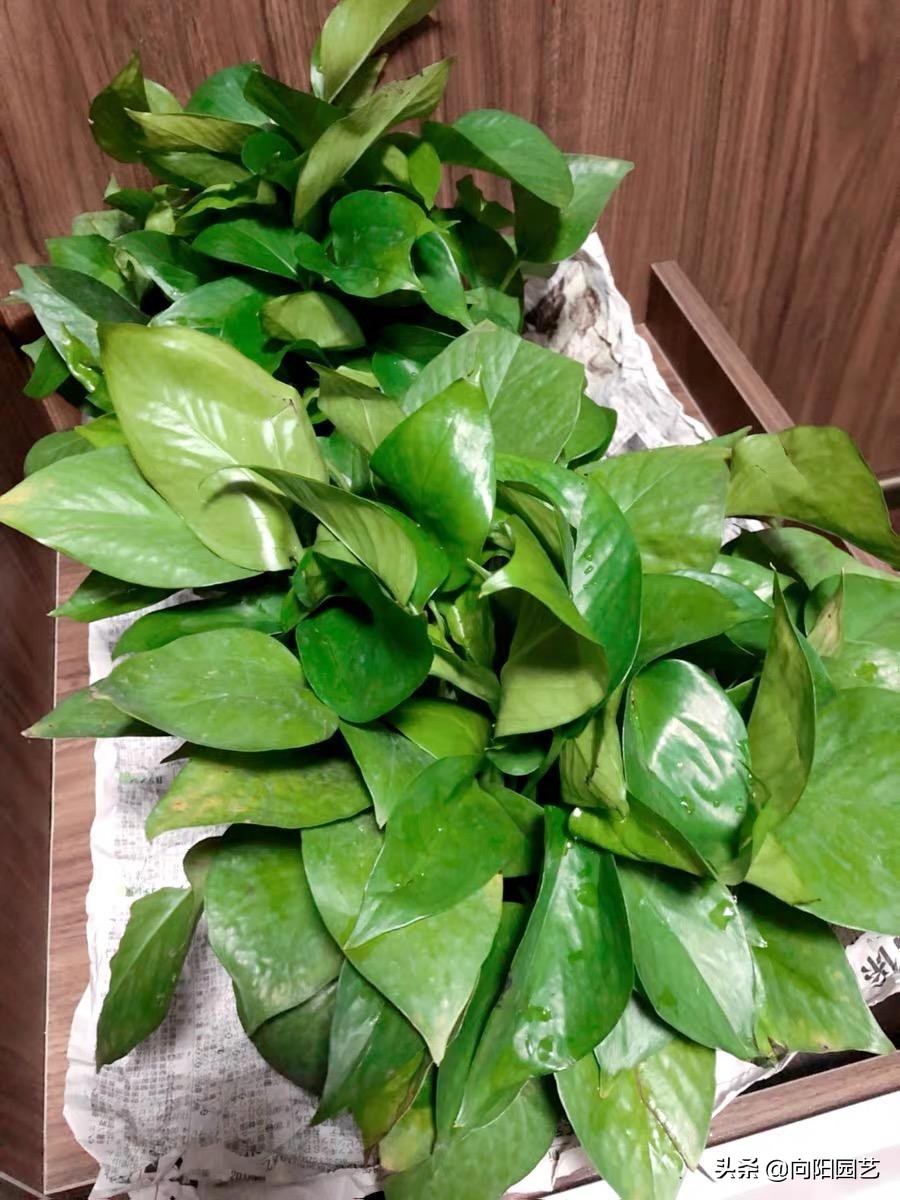 绿萝黄叶有几种原因及处理方法,绿萝叶子上有黑斑还会恢复绿叶吗