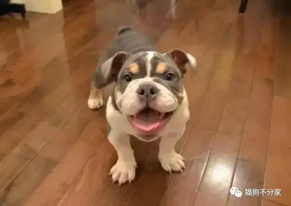 狗狗腿受凉了有什么症状,狗狗受凉感冒喷嚏咳嗽咋办