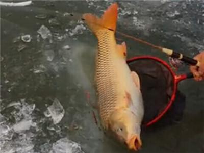 什么饲料诱鱼效果特别好,诱鱼效果最好的料
