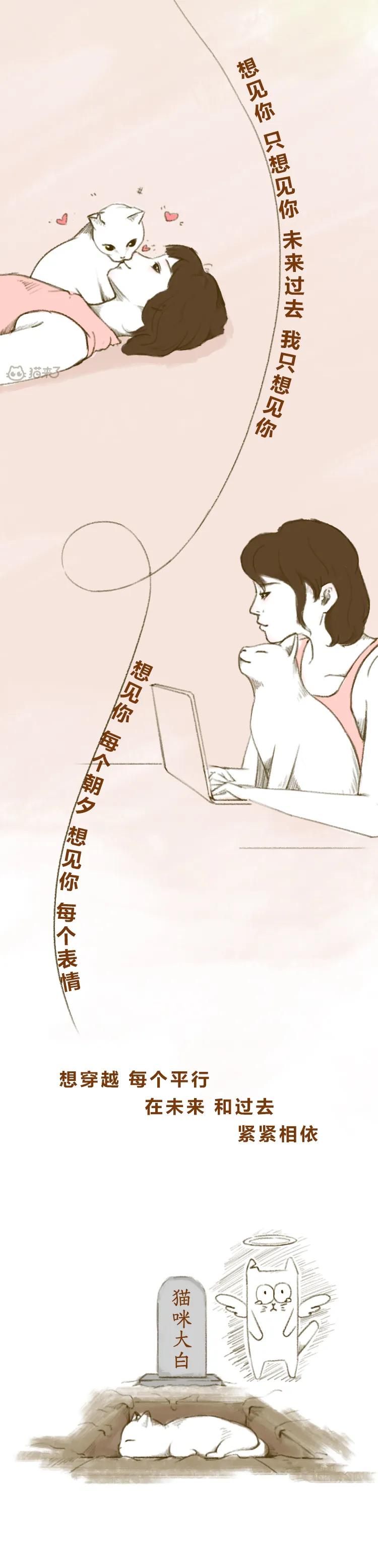 去世三年的猫猫,以前去世的猫咪还会回到你身边吗