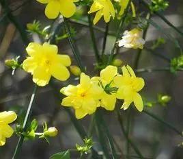 光明的前景的英文,光明前景