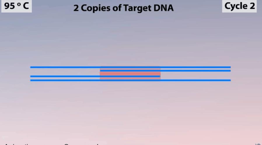 新型冠状病毒pcr检测操作规程,冠状病毒核酸检测pcr试剂