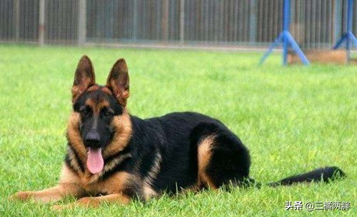 养宠经验分享,德牧狗吃什么能快速长肉