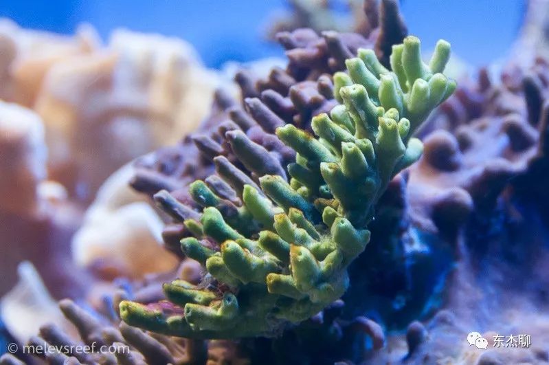 海缸里的绿藻褐藻如何打理,海缸爆藻后怎么除藻