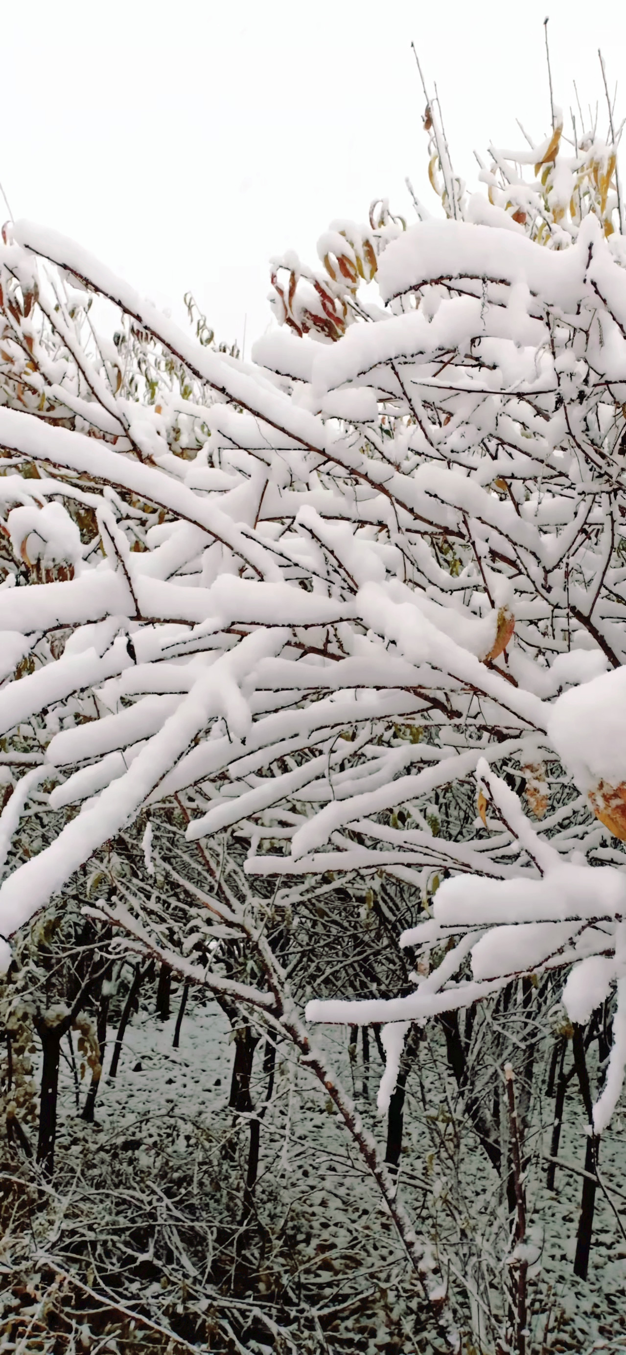 七绝立冬感怀新韵,五绝立冬感怀