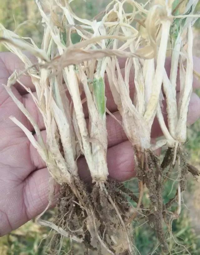 小麦缺肥发黄怎么办,小麦根发黄是什么病