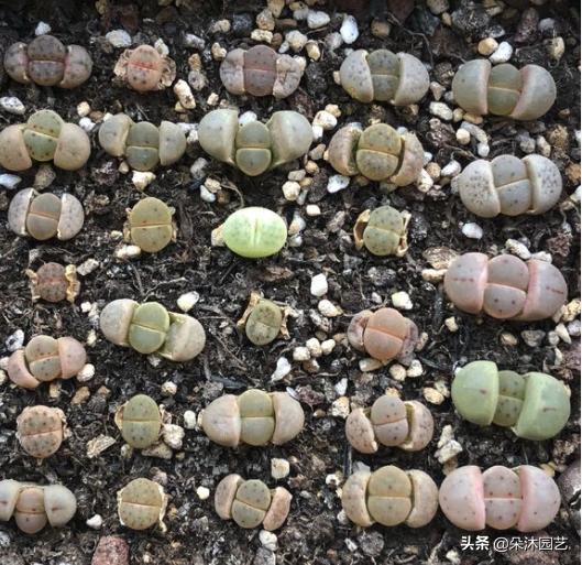 生石花扒皮看什么,生石花皮要扒吗