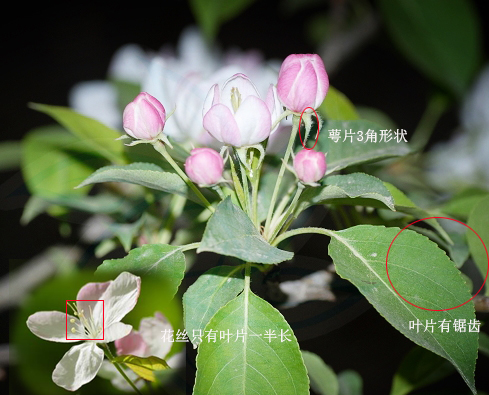 食用海棠和观赏海棠怎么区别,怎么区分海棠的花