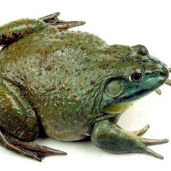 爽爆美蛙鱼头,一听都想吃的美蛙鱼头